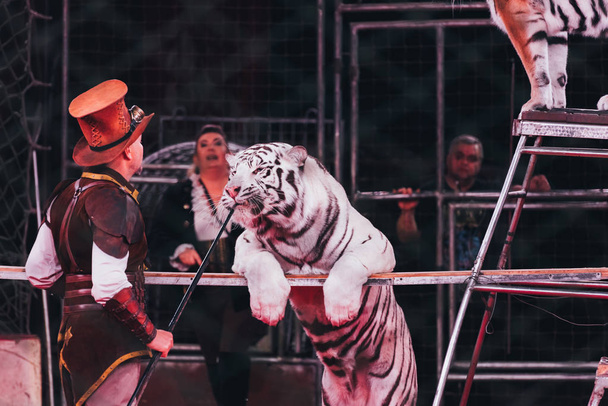 KYIV, UKRAINE - 1er NOVEMBRE 2019 : Vue latérale des manipulateurs faisant des tours avec un tigre dans un cirque
 - Photo, image