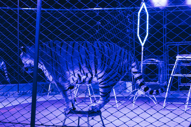 KYIV, UKRAINE - NOVEMBER 1, 2019: Tigers with equipment and neon light on arena in circus  - Foto, afbeelding