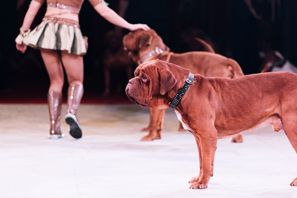 Ausgeschnittene Ansicht eines Hundeführers, der mit Bordeaux-Dogge im Zirkus auftritt - Foto, Bild