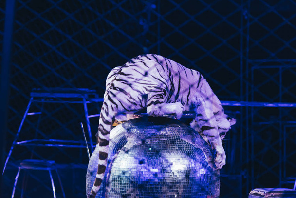 KYIV, UKRAINE - NOVEMBER 1, 2019: Selective focus of tiger on mirror ball behind grid of circus stage - Фото, изображение