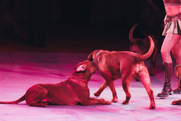 KYIV, UKRAINE - NOVEMBER 1, 2019: Cropped view of dogue de bordeaux and handler at circus stage - Foto, Imagen