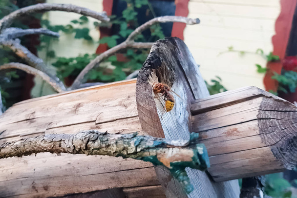 Hornissen gewinnen Material für den Nestbau. Fleißige Hornisse - Foto, Bild