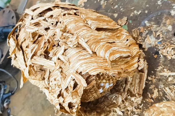 verwoeste nest van Hornets, honingraten en larven van Hornets wespen. - Foto, afbeelding
