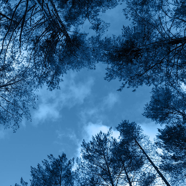 árboles con cielo teñido en color azul clásico
 - Foto, imagen