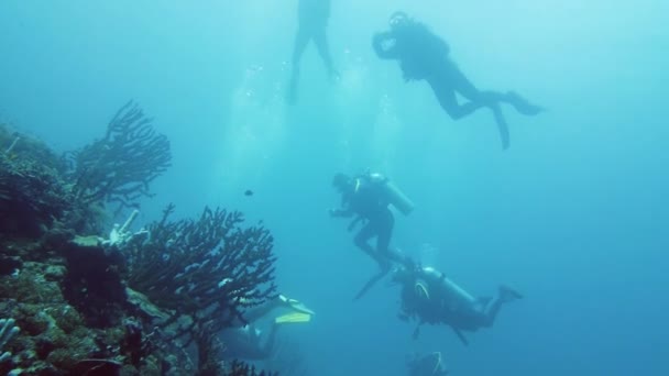 Scuba divers underwater. Leyte, Philippines. - Footage, Video