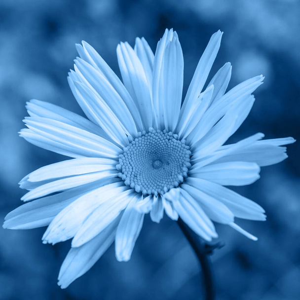 İnanılmaz çiçekler klasik mavi renkte çiçek açar. - Fotoğraf, Görsel