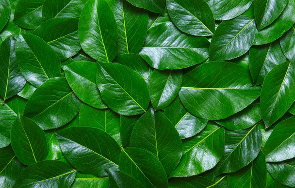zelené listy pozadí - Fotografie, Obrázek