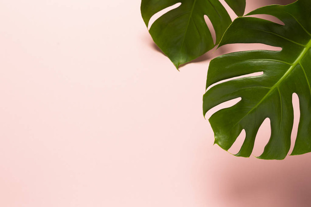 Two Monstera Leafs isolated on pink background, top view - Foto, Bild