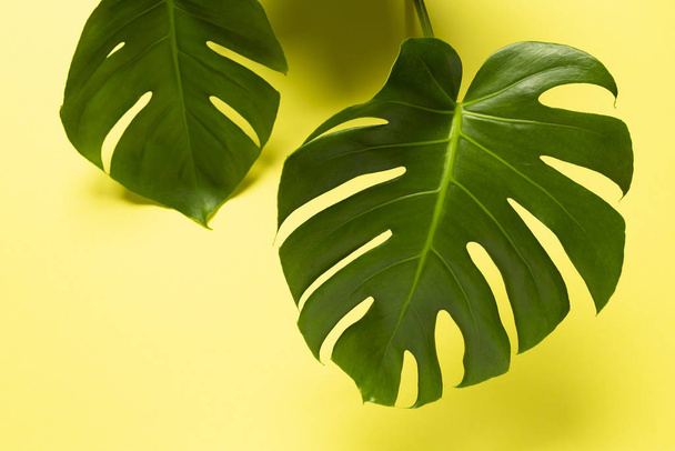 Two Monstera Leafs isolated on yellow background, top view - Fotoğraf, Görsel