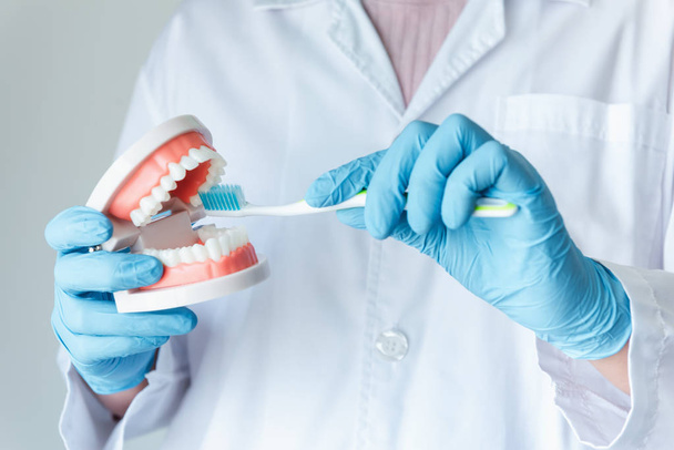 Mani di dentista medico ortodontico Mostrando spazzolino da denti e modello di mascella per l'istruzione Come pulire e prendersi cura dei denti, Close-Up Mani di medico femminile, Sanità e dentista Concetto di occupazione
. - Foto, immagini