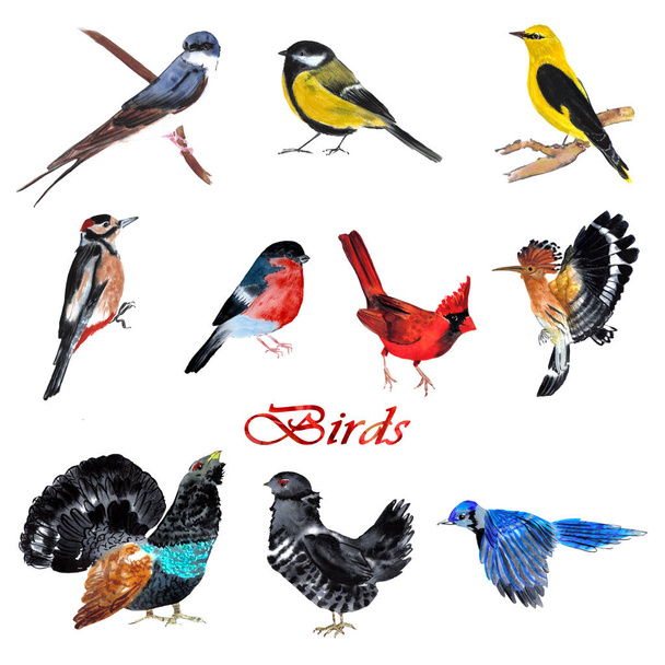 ensemble d'oiseaux : hirondelle, cardinal, grand tétras, tétras noir, mésange
 - Photo, image