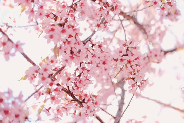 flor de cereja himalaia selvagem sakura. Flora rosa florescente
 - Foto, Imagem