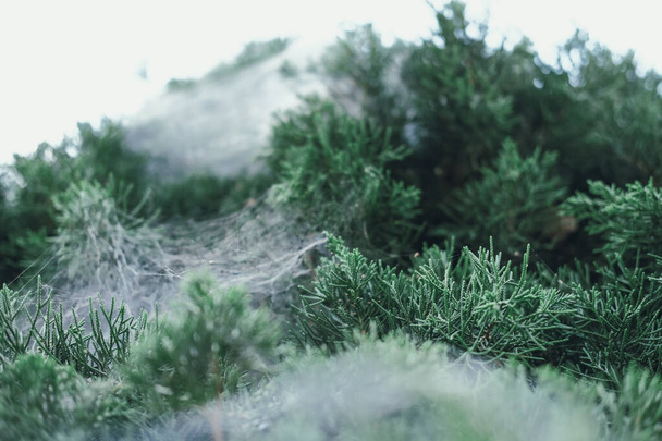 паутина на зеленых листьях сосны
 - Фото, изображение