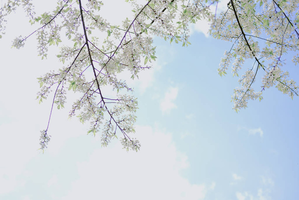 flor de flor de cerezo sakura himalaya salvaje. flor blanca floreciente
 - Foto, imagen