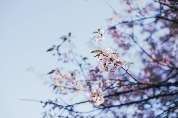 flor de flor de cerezo sakura himalaya salvaje. flora rosa floreciente
 - Foto, imagen