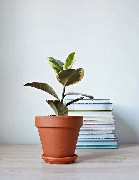Ficus elastica tineke house plant in terracotta pot and stack of books on wooden desk over white - 写真・画像