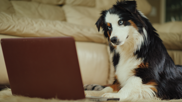 Funny dog looks carefully at laptop screen - Materiał filmowy, wideo