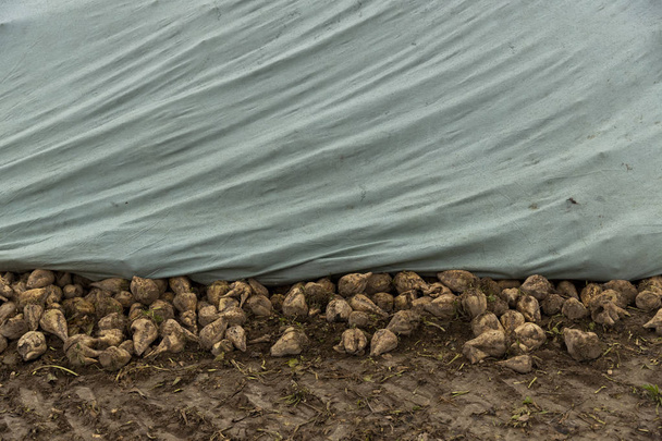 Barbabietola da zucchero sotto una tela su un campo. Dopo il raccolto stanno aspettando il suo trasporto
. - Foto, immagini