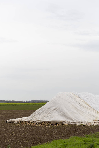 Sugar beet under a canvas on a field. After the harvest they are waiting for its transport. - Photo, Image