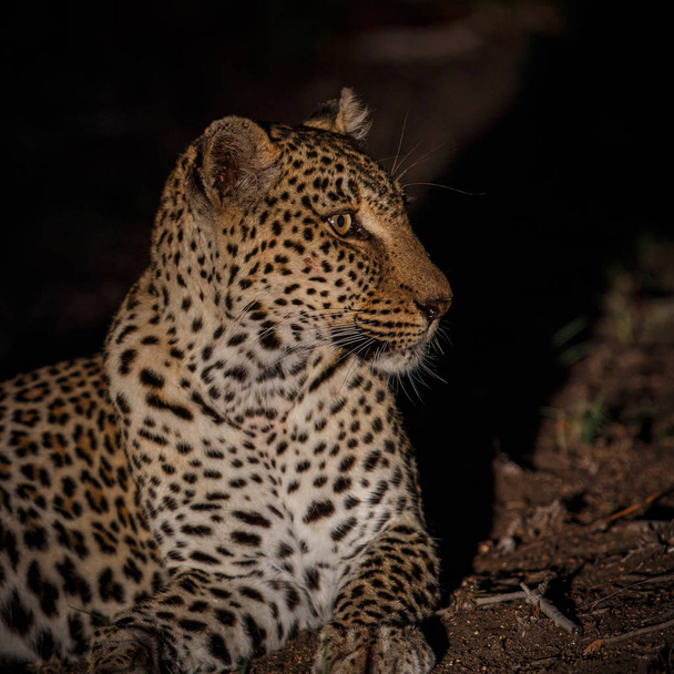 Leopárd éjszaka Sabi Sands Game Reserve a nagyobb Kruger régió Dél-Afrikában - Fotó, kép