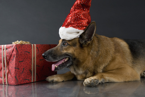 German Shepherd dog wearing a Santa hat - Fotoğraf, Görsel