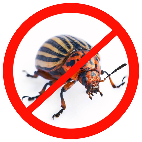 Illustration du signe interdit avec coléoptère colorado isolé sur fond blanc
 - Photo, image