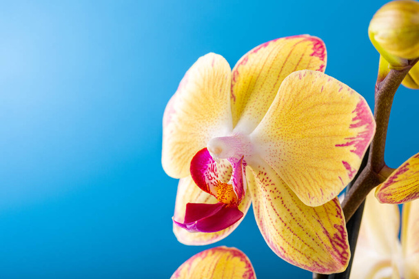 Orkide çiçeği sarı çiçek açar. - Fotoğraf, Görsel
