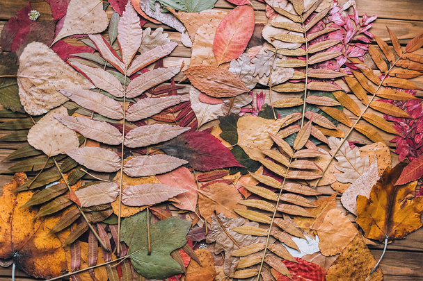 Herbarium composition. Many autumn dry leaves on brown wooden background. - Фото, изображение