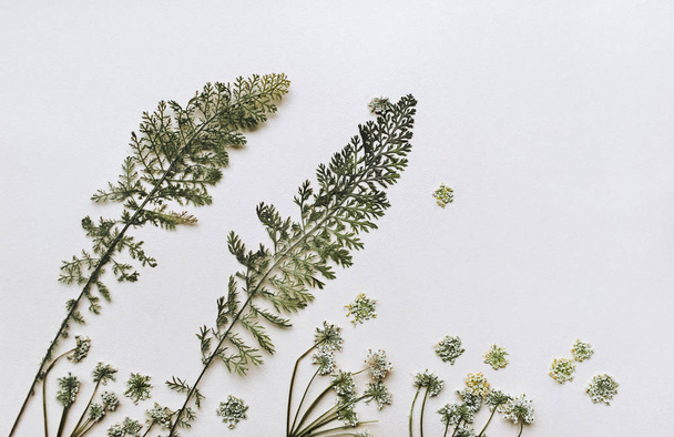 The concept of strong wind. Dry branches of plants on a gray background resemble a landscape with trees. Herbarium composition, minimalism. - Foto, afbeelding
