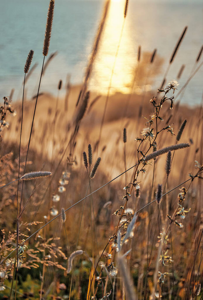 Impresionante puesta de sol con vista a través de unas hierbas y reflejos de luz en el mar en el fondo
 - Foto, imagen
