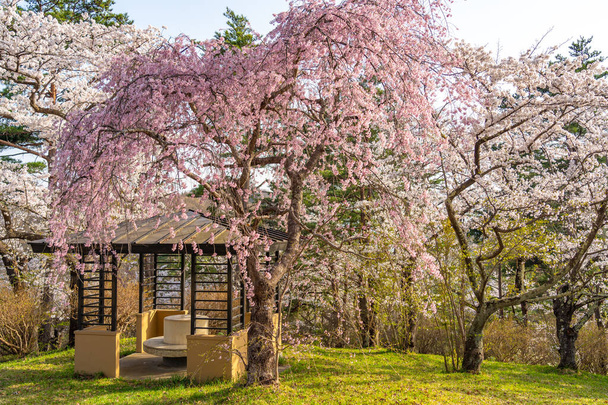 Tenshochi Park along the Kitakami River in springtime sunny day morning. Rural scene with beauty full bloom pink sakura flowers. Kitakami, Iwate Prefecture, Japan - 写真・画像