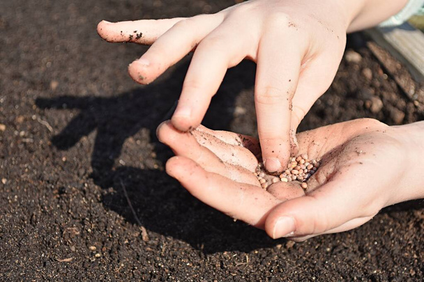 Крупный план молодой девушки с семенами, сажающей семена редиса в почву под открытым небом
. - Фото, изображение