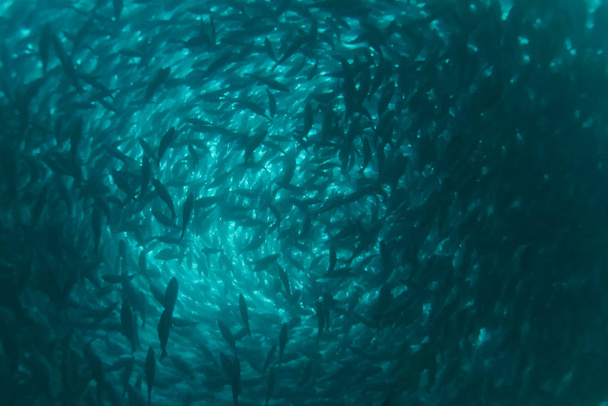 養殖場の魚の群れ商業魚の繁殖  - 写真・画像