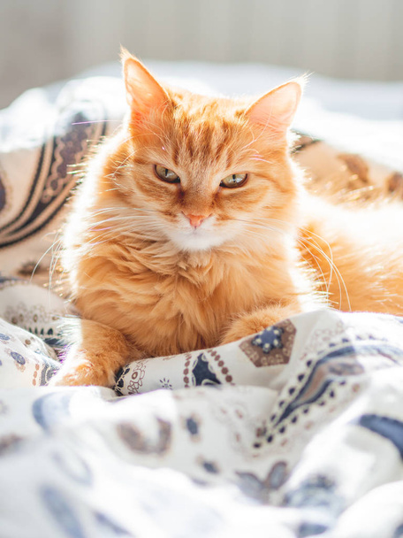 Cute ginger cat lying in bed. Fluffy pet looks curiously. Cozy home background. - Foto, afbeelding