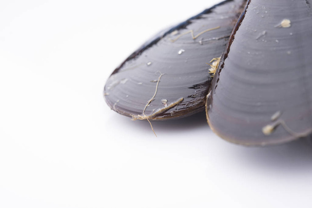 mussels isolated on white background - Φωτογραφία, εικόνα