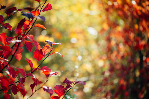 Vivid red leaves of hawthorn on autumn bokeh background. Beautiful shrub of crataegus on fall hedge texture in sunrise. Rich flora in sunset. Colorful foliage in golden hour. Scenic natural backdrop. - Фото, зображення