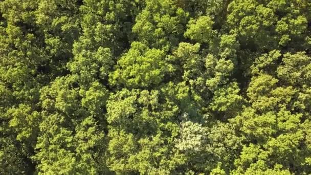 Góra w dół widok z lotu ptaka zielony letni las z wieloma świeżymi drzewami. - Materiał filmowy, wideo