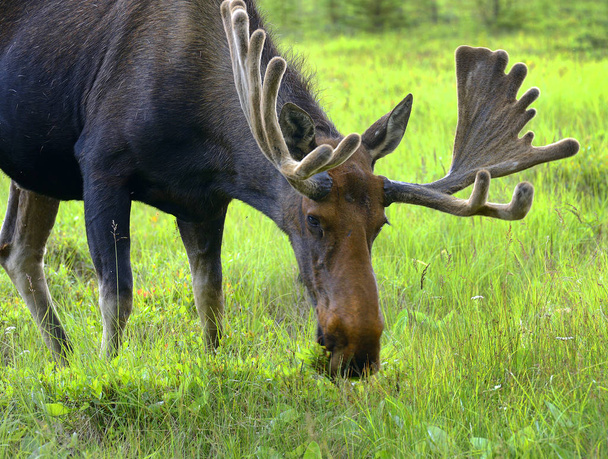 Moose, Le paysage autour de l'Alaska Highway, Alaska, États-Unis
 - Photo, image
