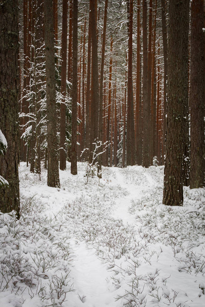 χιονισμένο δάσος κατά τη χειμερινή περίοδο - Φωτογραφία, εικόνα