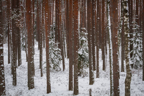 Kış mevsiminde karlı orman - Fotoğraf, Görsel