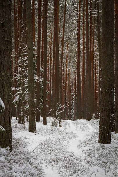 針葉樹林に住む若い松、ビャウォヴィエジャの森、ポーランド、ヨーロッパと夕日の光の中の冬の風景 - 写真・画像