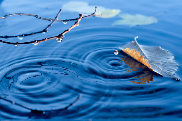 Осенние листья плавают по поверхности воды
 - Фото, изображение