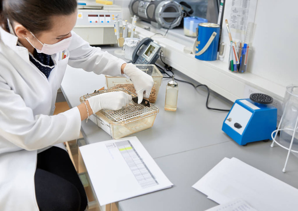 Женщины-ученые занимаются лабораторной мышью
 - Фото, изображение