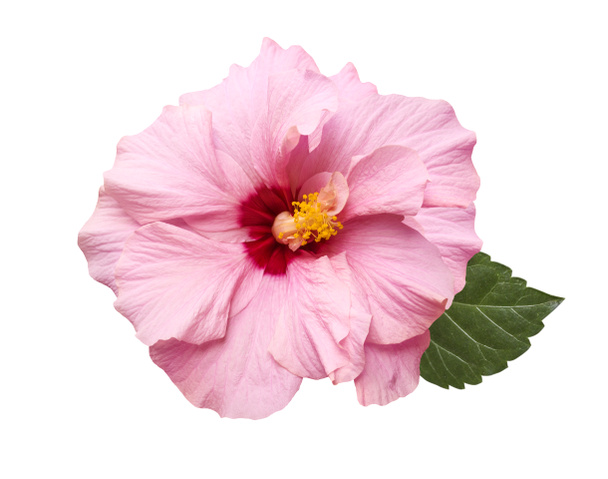 zarte rosa Hibiskusblüte isoliert - Foto, Bild
