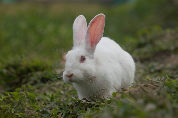 Indische weiße Farbe Kaninchen auf Nahrungssuche - Foto, Bild