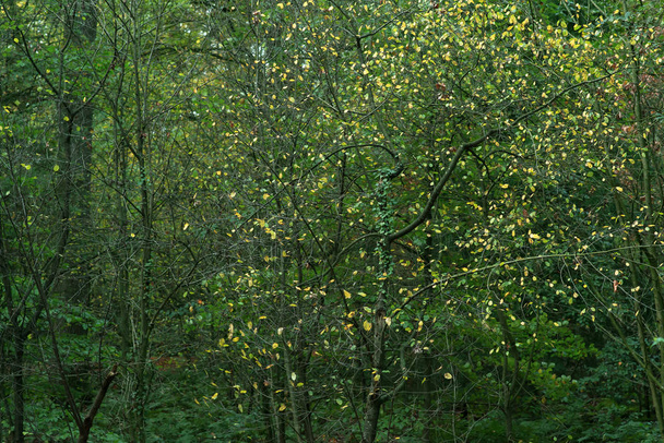 Fa törzsek és őszi lombozat az erdőben. - Fotó, kép