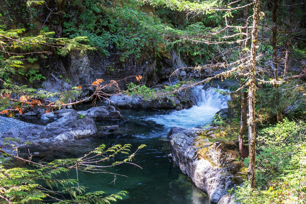 Sculpter son chemin à travers la forêt, Qualicum Falls, île de Vancouver, C.-B., Canada
 - Photo, image