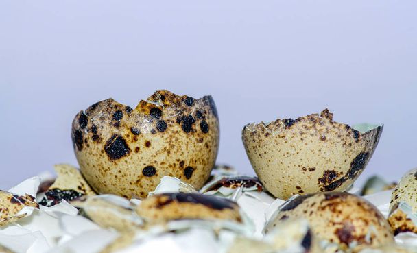 Розбите перепелине яйце крупним планом лежить на шкаралупі курки і перепела
 - Фото, зображення
