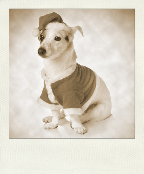Vintage polaroid with dog as santa - Photo, Image