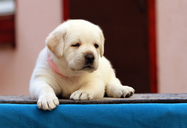 słodki Labrador Puppy na niebieskim tle - Zdjęcie, obraz